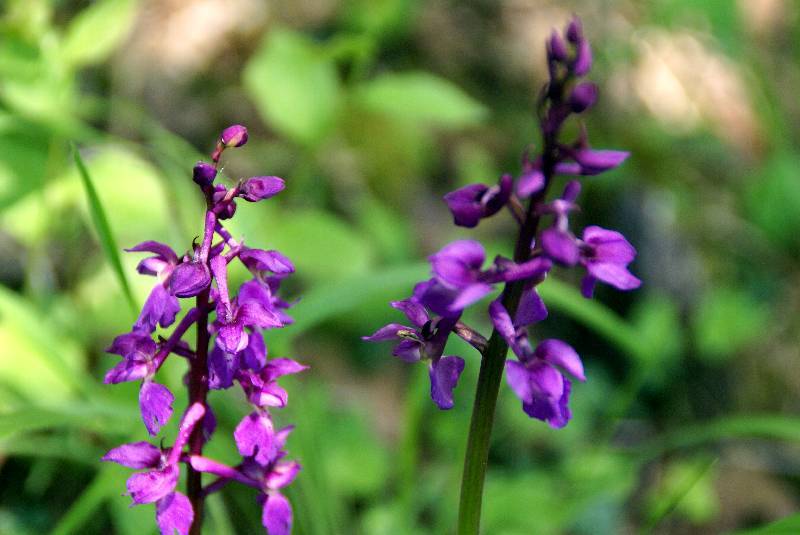 Unser Orchideenpark Bild Nr.027